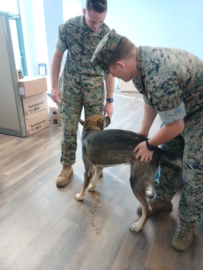 JDS Bath Marines petting office dog chesterfield va