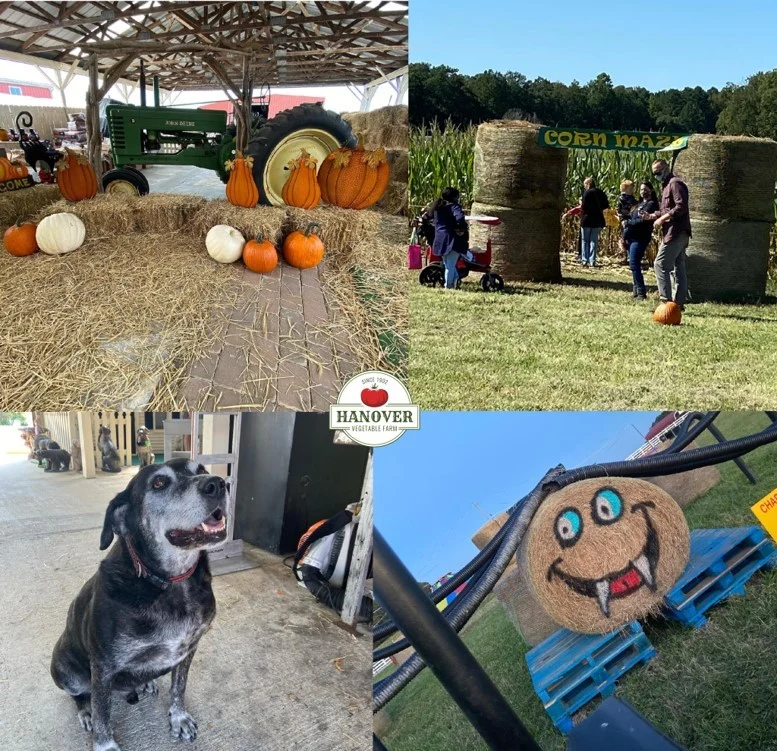 Collage with pumpkins, hay, a dog, and funny face painted on hay.