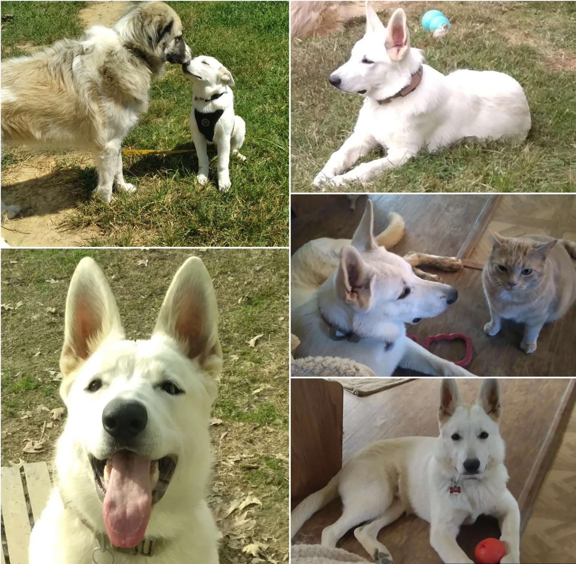 Jdsbath Help Samuels Friends Richmond Va Spca Fundraiser