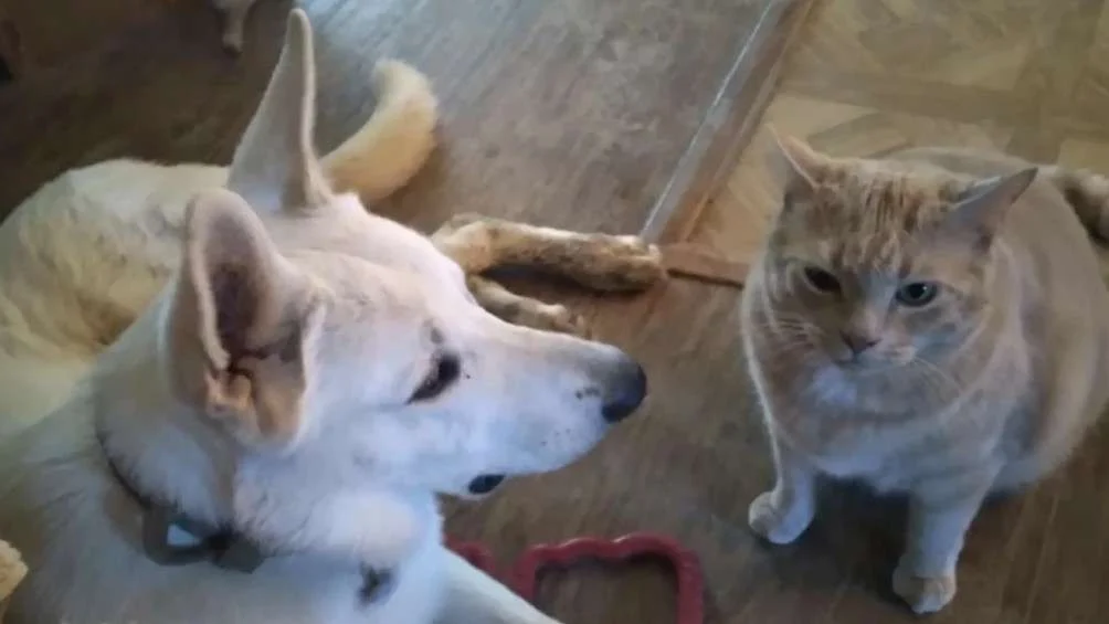 A dog and a cat are sitting next to each other, with the cat looking up at the camera.